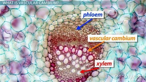 what is the function of cambium - Brainly.in