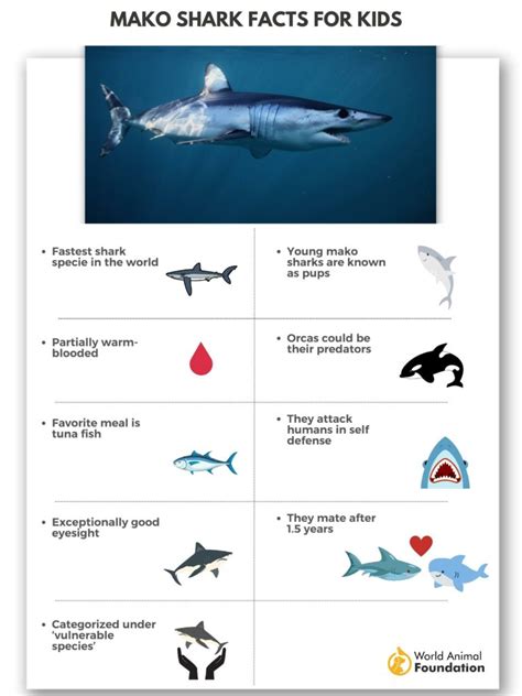 Intriguing Mako Shark Facts Revealed - Fast & Fierce Hunters