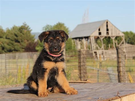 How Do You Prepare A German Shepherd Puppy