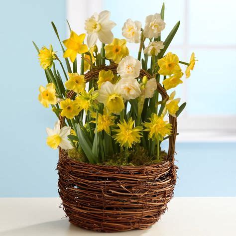 8 Daffodils Arrangements ideas | arrangement, daffodils, flower ...