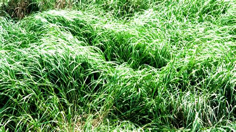 Chinese academy traces exotic cordgrass invasion on coasts - CGTN