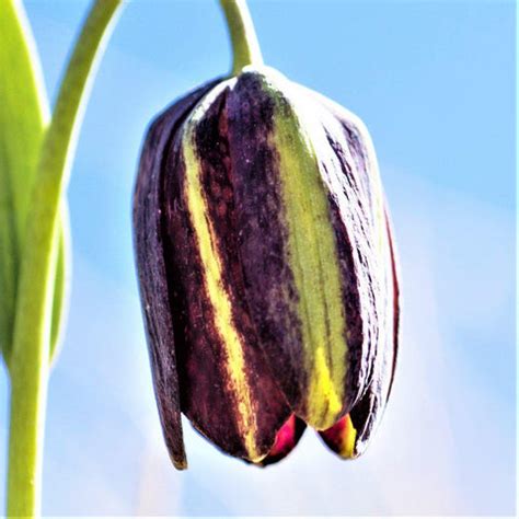 Fritillaria Planting Guide – Easy To Grow Bulbs