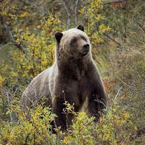 Grizzly in Denali National Park