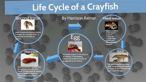 Crayfish Life Cycle