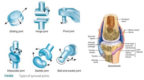 Synovial Joints 6 Types