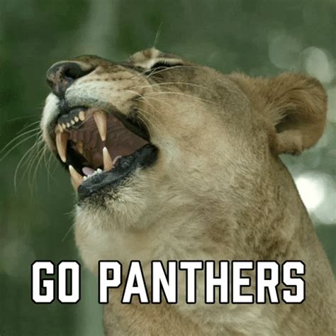 Florida-panthers GIFs - Get the best GIF on GIPHY