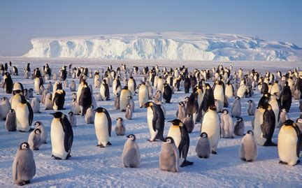 Antarctic Tundra Penguins