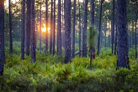 5 Things to Do in Apalachicola National Forest Manistee National Forest ...