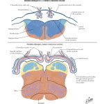 Choroid Plexus Formation