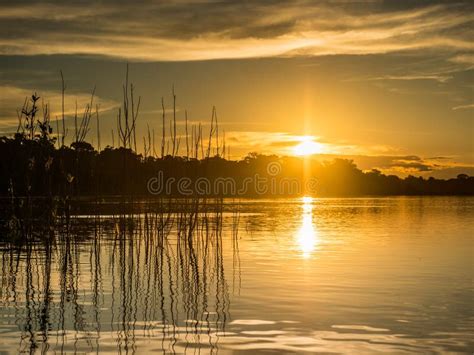 Amazonia stock photo. Image of america, calmness, bend - 275662106