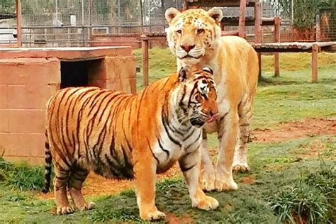 Liger Facts - Ti-ligers are bigger than both lions and tigers but they are still smaller than ...