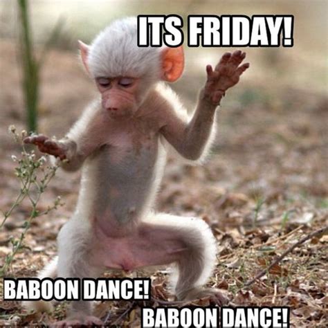 Friday Dance yehhh | Funny dog memes, Funny friday memes, Funny animal ...