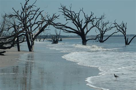 Botany Bay Beach, South Carolina, photo by Christi | Botany bay, Travel photos, Beautiful places