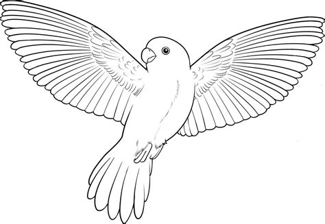 Parrot Coloring Sheets Printable Coloring Pages