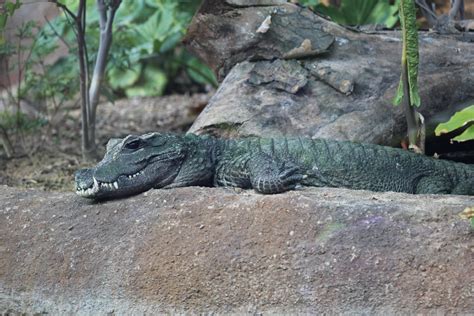 Dwarf Crocodile - ZooChat