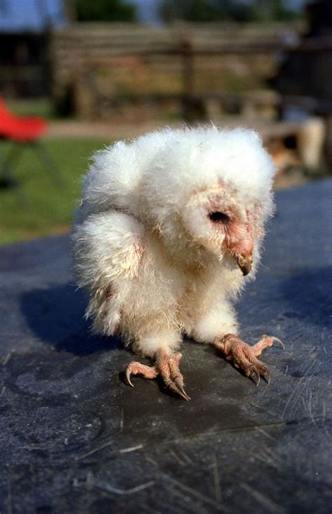 Baby Barn Owl (21 pics + video) - Izismile.com