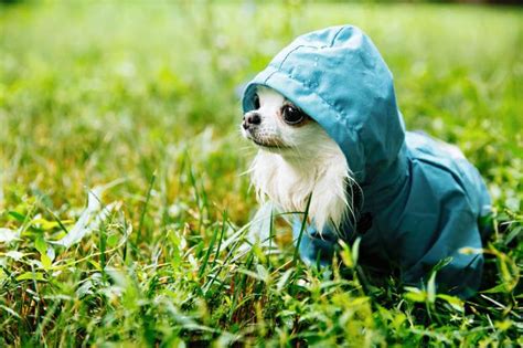 14 Best Dog Raincoats: Your Easy Buying Guide (2020)