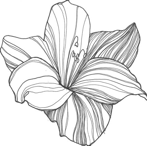 Lotus Flower Drawing Sketch at GetDrawings | Free download