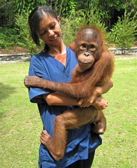 92 Orangutan Images Pictures - MyWeb