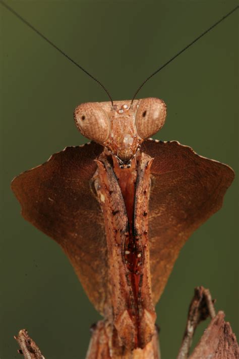 Dead leaf mantis 1 by bugalirious-STOCK on DeviantArt