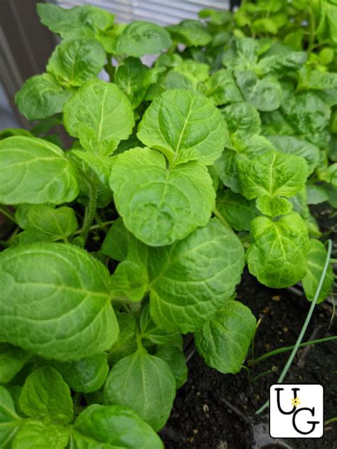 How to Grow Ageratum from Seed - Unruly Gardening