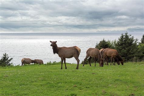 Herd of Elk at Ecola State Park Photograph by David Gn - Fine Art America