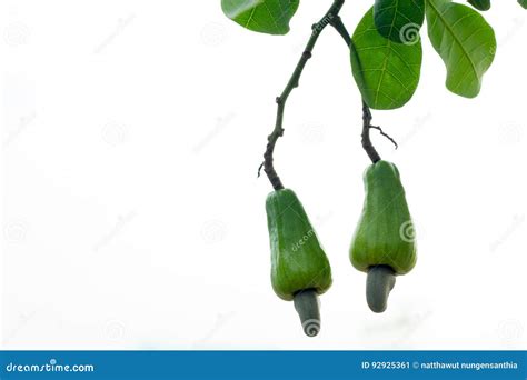 Cashew fruit on the tree stock image. Image of ingredient - 92925361