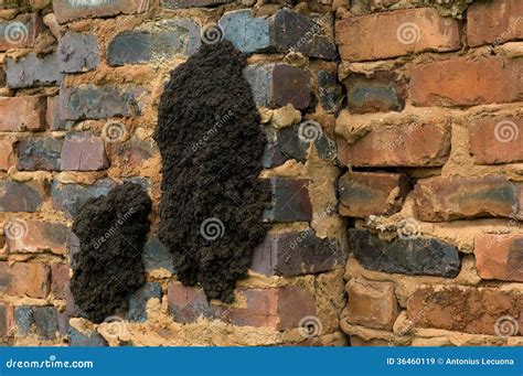 Close-up Of A Fungus-growing Termite Nest On A Brick Wall Royalty Free Stock Images - Image ...