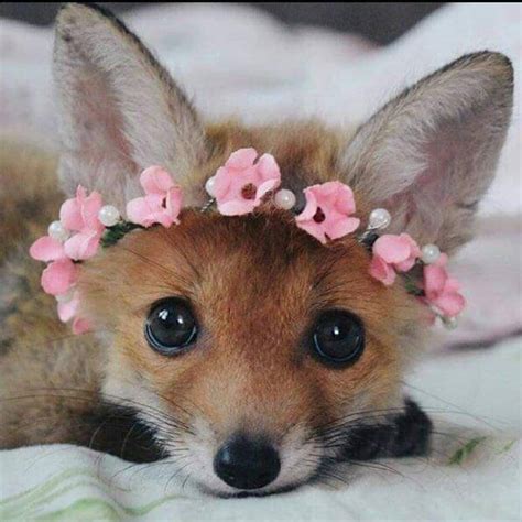 This cutie : r/foxes