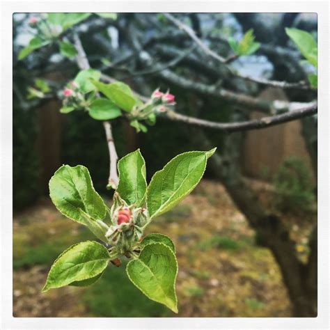 Flowers, Seattle Flower Garden, Seattle, Gardening, Plants, Ideas, Flowers, Lawn And Garden ...