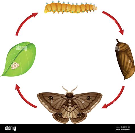 Moth life cycle concept Stock Vector Image & Art - Alamy