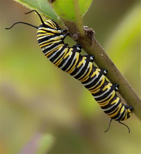 Monarch Butterfly Larva | Shutterbug