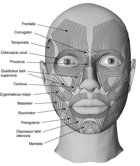 Muscles of the Head - Antranik.org