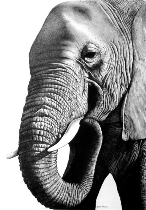 Pin by Hugo Rodriguez on Art sketches in 2020 | Elephant drawing ...