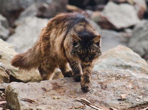 Feral Cat | Kunal Mukherjee | Flickr