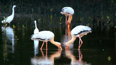 Sungei Buloh Wetland Reserve