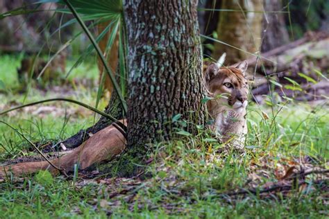 Conservation Foundation Protects Critical Florida Panther Habitat ...