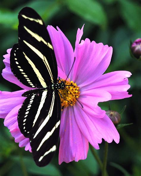 Zebra Longwing Butterfly - a photo on Flickriver