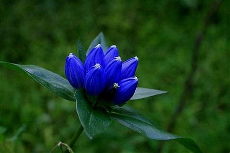 Gentian Blue - Gentian - Flowers and Fillers - Flowers by category | Sierra Flower Finder