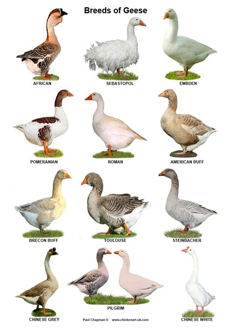 Geese Breeds, Duck Breeds, Bird Breeds, Types Of Animals, Animals And Pets, Funny Animals, Cute ...