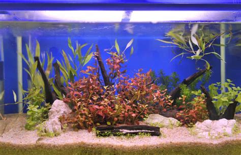 Aquarium Gravel: Types, Benefits, And Disadvantages - Aquariadise