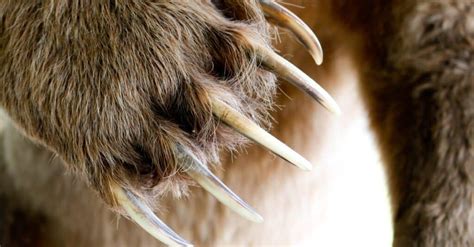 Which Animals Have The Largest Claws On Earth? - A-Z Animals