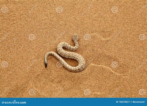 238 Sidewinder Snake Stock Photos - Free & Royalty-Free Stock Photos ...