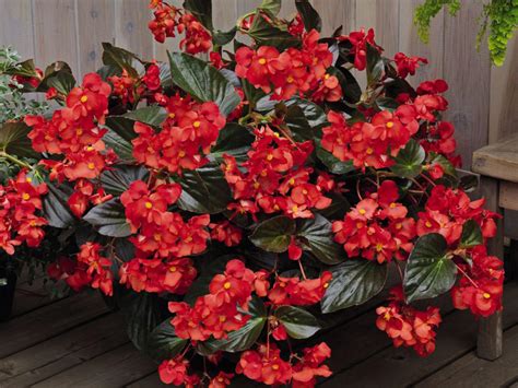 Whopper Begonias deserve a place in Miss. landscapes | Mississippi ...