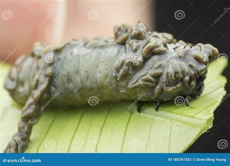 Close Up Shots of the Life Cycles of Leaf Beetle Stock Photo - Image of green, chrysomelidae ...