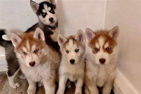 33 Acres Siberian Huskies - Siberian Husky Puppies for Sale in ...