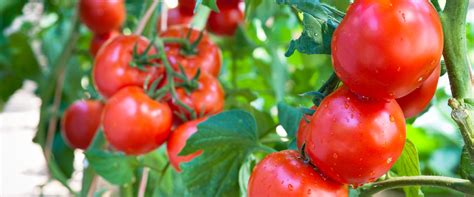 greenhouse tomatoes - BioBee