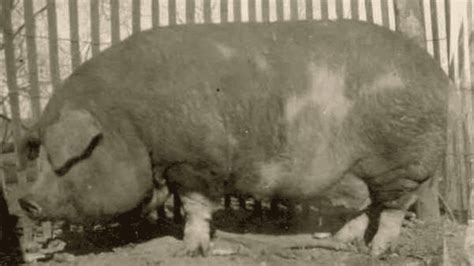 Largest Pig Ever Recorded Found In Tennessee - Animals Around The Globe