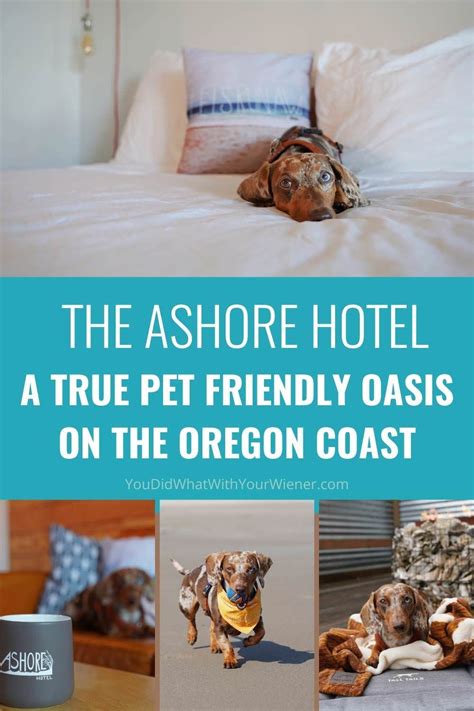The Ashore Hotel - Best Pet Friendly Hotel on the Oregon Coast | Pet friendly hotels, Pet ...