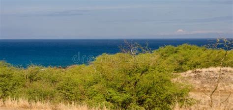 Arbustos Cerca De La Playa De Hapuna Imagen de archivo - Imagen de sereno, orilla: 71328021